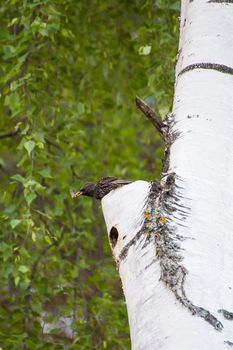 The starling sits with an insect in its beak it flew in to feed the chicks. Natural photography with wild birds. Beauty in nature. Warm spring day.