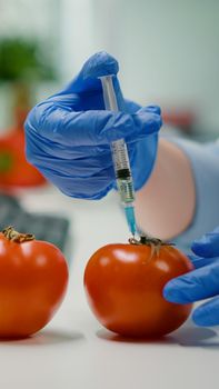 Closeup of scientist injectinging tomato with genetic liquid using medical syringe for microbiology experiment. Biochemist working in pharmaceutical laboratory discovery genetic mutation of vegetables