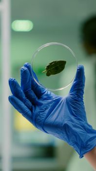 Closeup of botanist researcher holding in hands sample with green leaf researching gmo plant. Botanist researcher working in ecology laboratory analyzing biological expertise