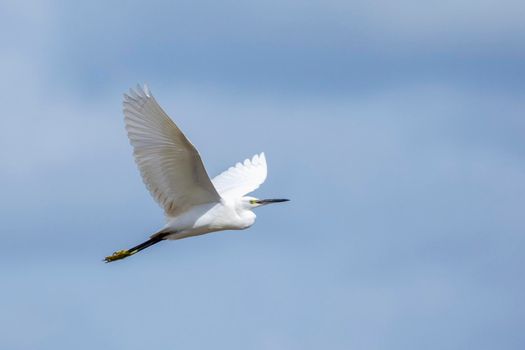 Image of Heron, Bittern or Egret flying on sky. White Bird. Animal.