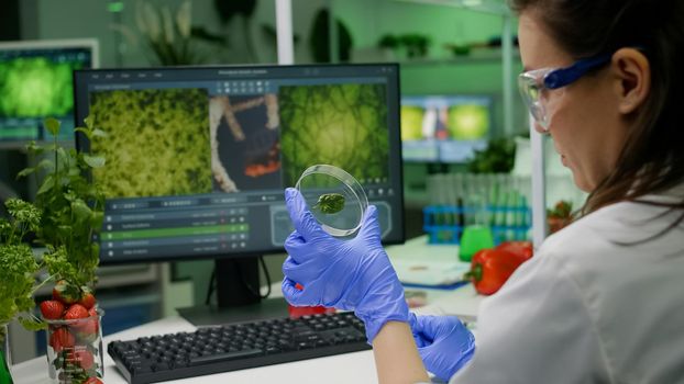 Botanist researcher holding petri dish with green leaf sample analyzing genetic mutation after biological gmo test. Chemist scientist researching botany plants working in microbiology laboratory