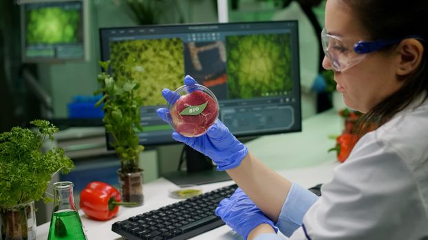 Chemist researcher holding petri dish with vegan meat in hands while typing genetic mutation on computer. Scientist researcher examining food genetically modified using chemical substance working in microbiology laboratory