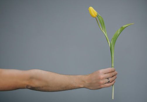 Arm of Man Giving Yellow tulip on Grey background