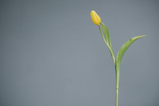 Yellow tulip on Grey background. Mother's day, spring. Space for text