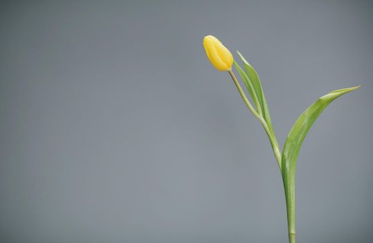 Yellow tulip on Grey background. Mother's day, spring. Space for text.