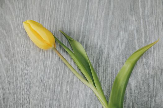 Yellow tulip on Grey background. Mother's day
