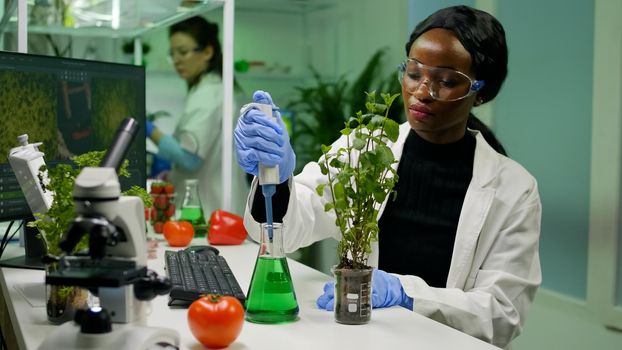 African botanist researcher taking genetic solution from test tube with micropipette putting on sapling analyzing gmo of botany plants. Biologist woman working in biological laboratory.