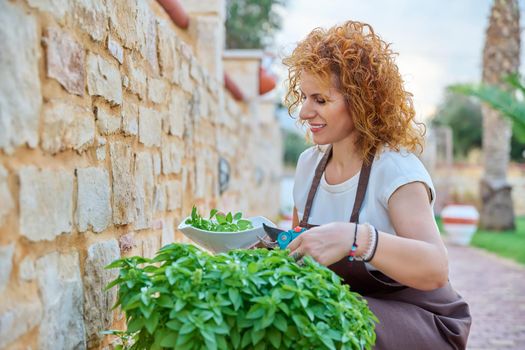 Beautiful woman in the garden cuts spicy basil herbs. Middle-aged female in an apron with secateurs and plate, cutting off fragrant organic basil. Growing organic healthy food, hobbies, green trends