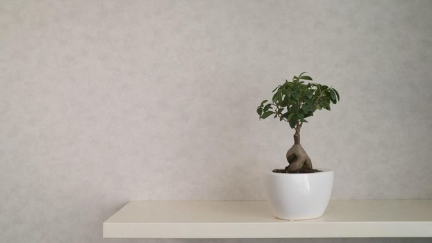 Miniature japanese bonsai tree isolated against grey and standing in small pot. Bonsai tree grows in a pot.