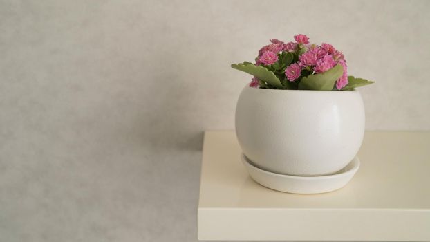 pink Kalanchoe flowers in a pot on a white background. Kalanchoe flower in a pot.