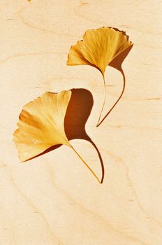 Beautiful yellow  ginkgo leaves on wooden background ,fan-shaped leaf with veins 