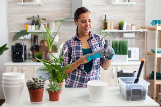 Housewife wearing glove for gardening while taking care of flowers in home kitchen.