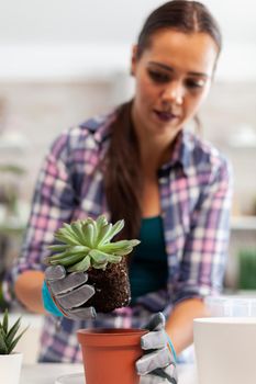 woman replanting houseplant in the kitchen. Holding succulent flower on camera planting in ceramic pot using shovel, gloves, fertil soil and flowers for house decoration.