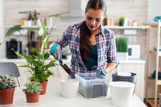 Using feritle soil for decorative flowers in home kitchen.. Plants ing, lifestyle, design, botanica, dirt, domestic, growh, leaf, hobby, seeding, care, happy, green, natural,