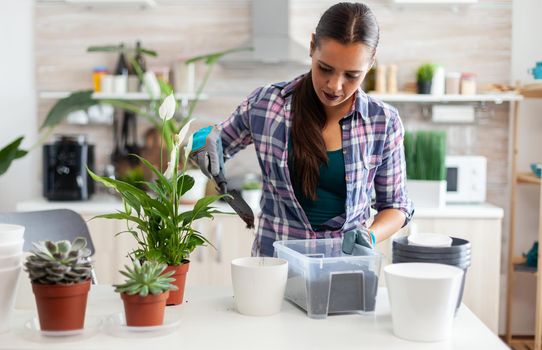 Using fertil soil with shovel into pot, white ceramic flowerpot and houseplant prepared for replanting for house decoration caring them. Decorative, plants, growing, lifestyle, design, botanica, dirt, domestic, growh,