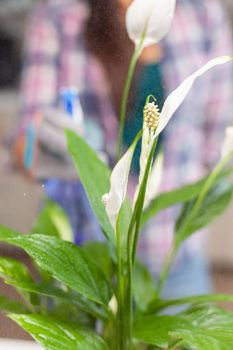 Woman taking care of plants at her home, spraying a plant with pure water from a spray bottle. Decorative, plants, growing, lifestyle, design, botanica, dirt, domestic, growh, leaf, hobby, happy.