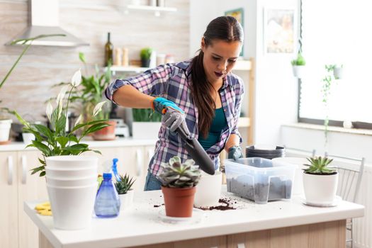 Cheerful woman caring for houseflowers sitting in the kitchen on table. Florist replanting flowers in white ceramic pot using shovel, gloves, fertil soil and flowers for house decoration.