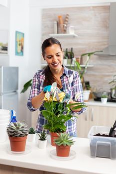 Cheerful woman taking care of the flowers at home in cozy kitchen. Using fertil soil with shovel into pot, white ceramic flowerpot and plants prepared for replanting for house decoration caring them