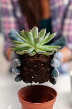 Woman holding succulent plant sitting on the table in kitchen. Woman replanting flowers in ceramic pot using shovel, gloves, fertil soil and flowers for house decoration.
