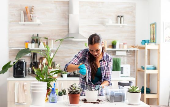 Cheerful woman caring for houseflowers sitting in the kitchen on table. Florist replanting flowers in white ceramic pot using shovel, gloves, fertil soil and flowers for house decoration.