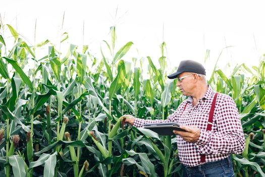 Male farmer with a tablet computer in a corn field at sunset touches the corn leaves and writes data to the program. Working in field harvesting crop. Agriculture concept.