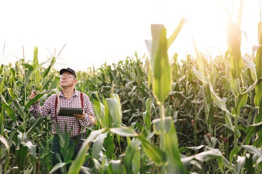 Farmer businessman with digital tablet in her hands works in corn field, communicates and checks the harvest. Man farmer at sunset with tablet. Man agronomist works. Agricultural business concept