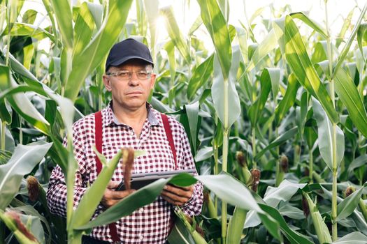 Portrait of the thoughtful senior male farmer with digital tablet computer looks at camera. Close up of the Caucasian good looking man smiling to the camera.