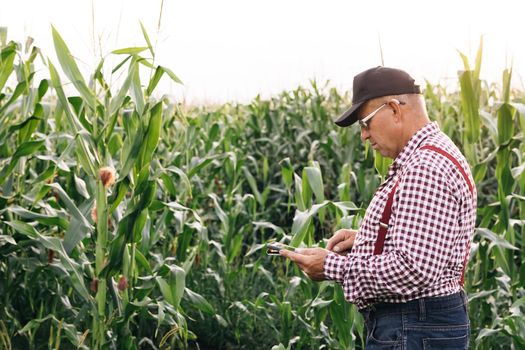 Farmer businessman with digital tablet in her hands works in corn field, communicates and checks the harvest. Man farmer at sunset with tablet. Male agronomist works. Agricultural business concept