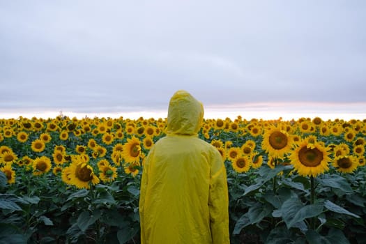 From back view - Unrecognized person in yellow hood raincoat standing in sunflower field in summer day an sunset.