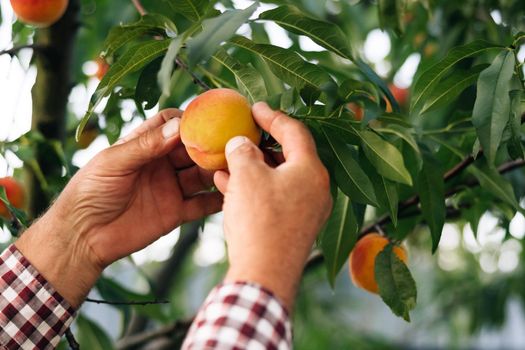 Mature farmer in uniform cultivating organic fresh peaches at private garden. Senior man in summer cap working at green garden and checking young peaches. Ripe fruits grow on the tree. Harvest.