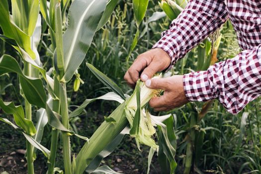 Agriculture corn. Environmental protection. Man farmer a hand touches corn. Farmer hand checks the corn crop in agriculture. Planet protect eco agriculture concept.