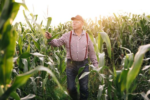 Agriculture. Senior farmer checks the harvest on the field. Male hand examining young corn plants. Farmer holds young corn leaves in his hand. Crop field of corn. Corn Maize Agriculture Nature Field.