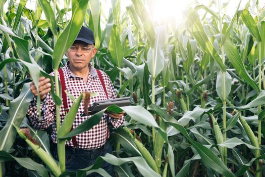 Senior farmer, business owner looks in tablet in field corn. Farmer agronomist in field corn at sunset. Ecoculture farm. Senior agronomist with tablet in hands. Farmer agronomist checks eco-crops