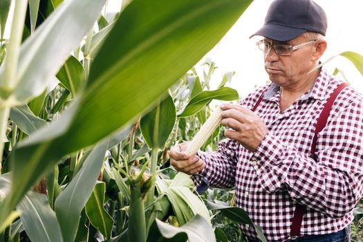 Man farmer a hand touches corn. Farmer hand checks the corn crop in agriculture. Planet protect eco agriculture concept. Agriculture corn. Environmental protection.