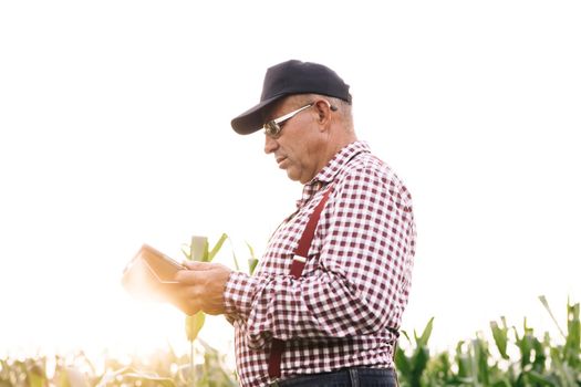 Farmer agronomist in field corn at sunset. Ecoculture farm. Senior farmer, business owner looks in tablet in field corn. Senior agronomist with tablet in hands. Farmer agronomist checks eco-crops