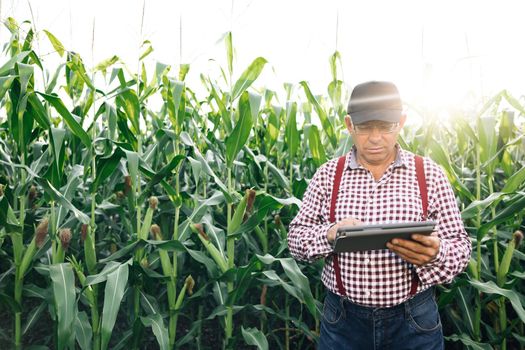 Farmer inspects corn growth walking through the field. Fresh green corn field. Digital tablet in man's hand. Working in field harvesting crop. Agriculture concept