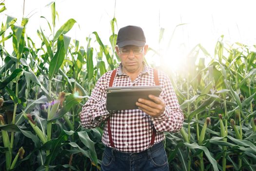 Farmer monitoring his corn crop with a tablet. Senior man farmer with digital tablet working in field smart farm in a field with corn. Modern technology.