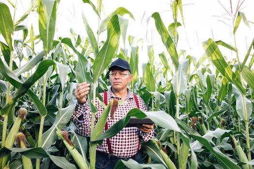 Senior man farmer with digital tablet working in corn field. Farmer agronomist monitors the corn harvest. Front view of a corn field. A farmer agronomist in a green corn field checks organic products.