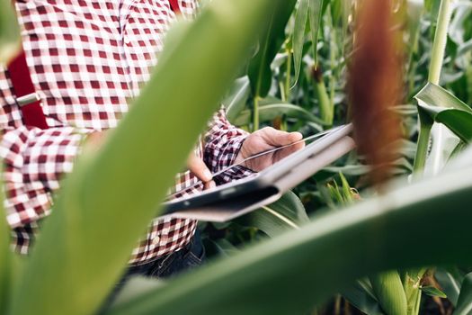 Concept modern technology application in agricultural growing activity. Farmer using digital tablet computer in corn field at sunset. Corn in the background.