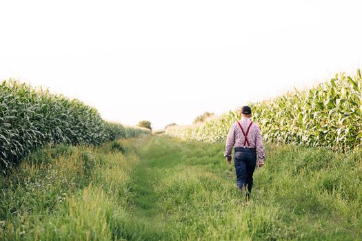 Back view of male farmer walks along the road along the fields of corn, in his hand carries a tablet. Senior man farmer with digital tablet working in field smart farm in a field with corn.