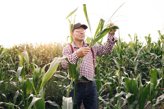 Male hand examining young corn plants. Farmer holds young corn leaves in his hand. Corn Maize Agriculture Nature Field. Agricultural products of farm corn. Farmer checks the harvest on the field.