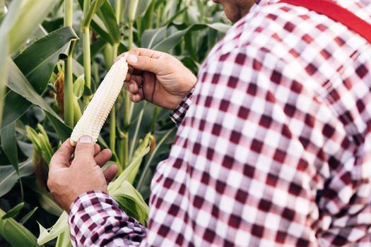 Agriculture Corn Farm Harvest. Golden Corn Growing. Corn Harvest. Farmers Work Corn Field. Ecological Farmer, Organic Horticulture, Producing Food And Crops, Organic Farming, Agricultural Land Area.