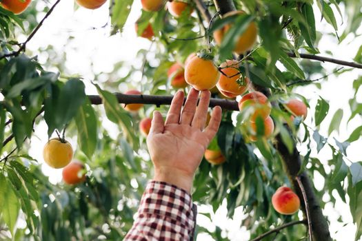 Senior farmer man picks big ripe peaches. Fruits ripen in the sun. Peach hanging on a branch in orchard. Fruit picking season. Peach fruit. Healthy food. Organic product. Fabulous orchard.