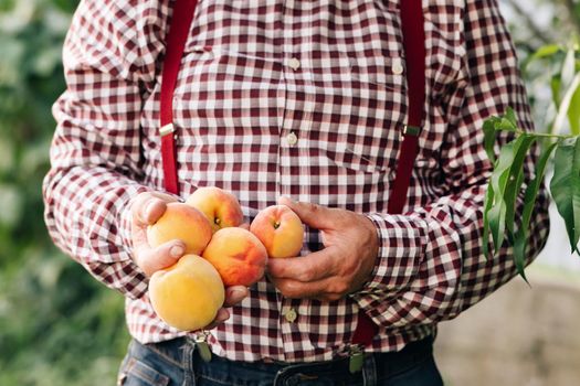 Male hands hold several fresh beautiful peach fruit in palms on sunny day. Peach fruit. Fruits ripen in the sun. Harvest time. Fruit peach garden.