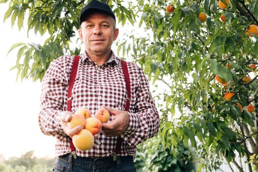 Portrait of a senior man in peaches garden confidently looking at the camera. Male hands hold several fresh beautiful peach fruit in palms on sunny day. Peach fruit. Harvest time.