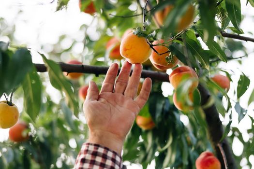 Male picks big ripe peaches. Fruits ripen in the sun. Peach hanging on a branch in orchard. Fruit picking season. Fruit peach garden. Male hand hold fresh beautiful peach fruit on sunny day.