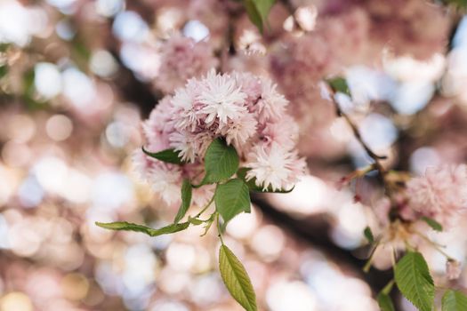 Pink flowers of a cherry blossom on a tree close up. Cherry branch with flowers in spring bloom. Beautiful Japanese tree with cherry blossoms. Spring Flowers. Cherry. Sakura.