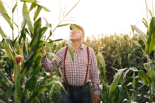 Farmer holds young corn leaves in his hand. Crop field of corn. Senior farmer checks the harvest on the field. Male hand examining young corn plants. Corn Maize Agriculture Nature Field. Agriculture.