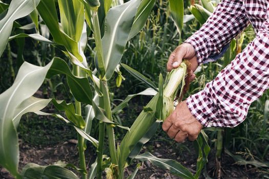 Farmers Work Corn Field. Agriculture Corn Farm Harvest. Golden Corn Growing. Ecological Farmer, Organic Horticulture, Producing Food And Crops, Organic Farming, Agricultural Land Area. Corn Harvest.