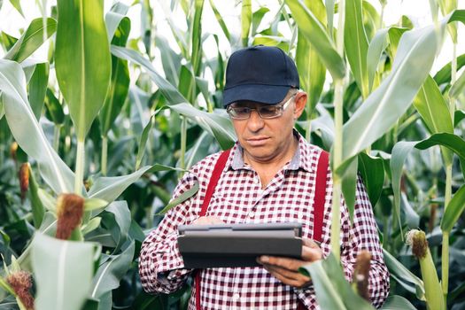 Farmer using digital tablet computer in corn field at sunset. Corn in the background. Concept modern technology application in agricultural growing activity.